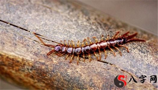 梦见会飞的蜈蚣