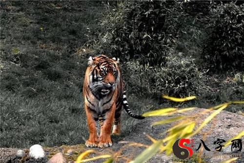 梦到养老服务虎