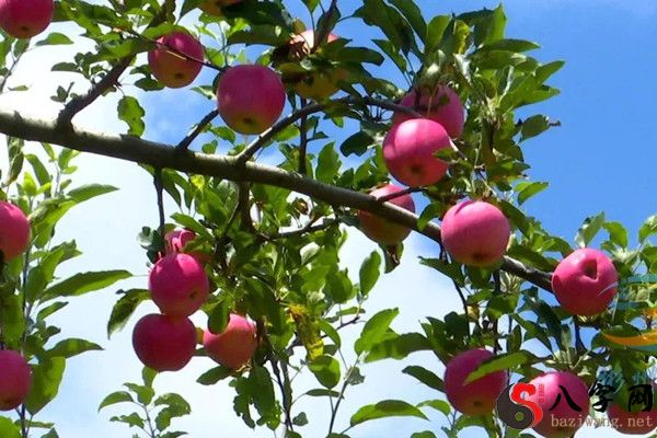 梦见看见树上长苹果